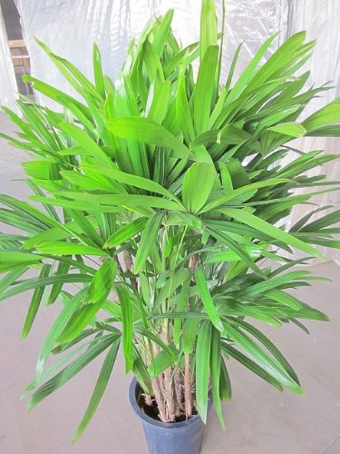 Amazon.co.jp: カンノンチク 10号 観音竹 観葉植物 : DIY・工具・ガーデン